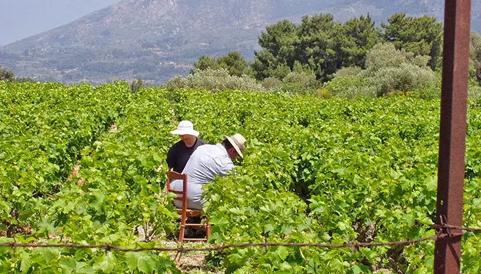 Samos adasında Muskato şarabını tadın ve üzüm bağlarını ziyaret edin.